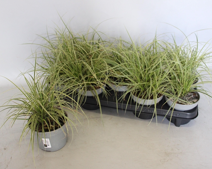 <h4>Overig 12 cm Carex brunnea Aureovariegata</h4>