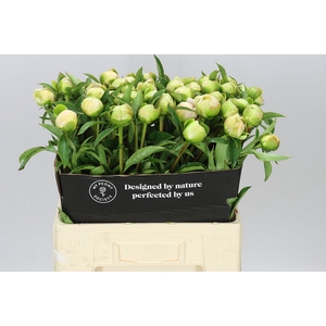 Paeonia Edens Temptation