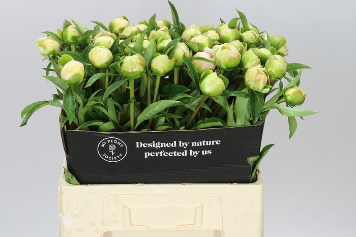 <h4>Paeonia Edens Temptation</h4>