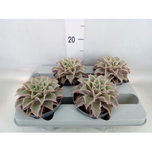 Echeveria   ...
