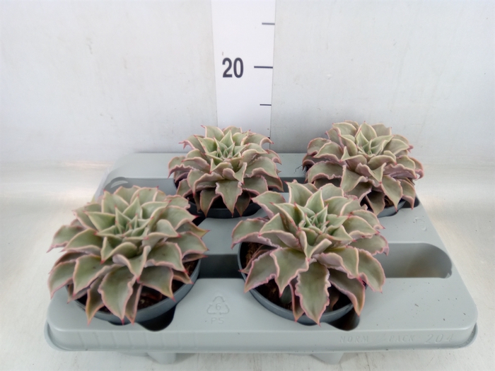 <h4>Echeveria   ...</h4>
