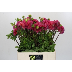Dahlia Dikara Superb