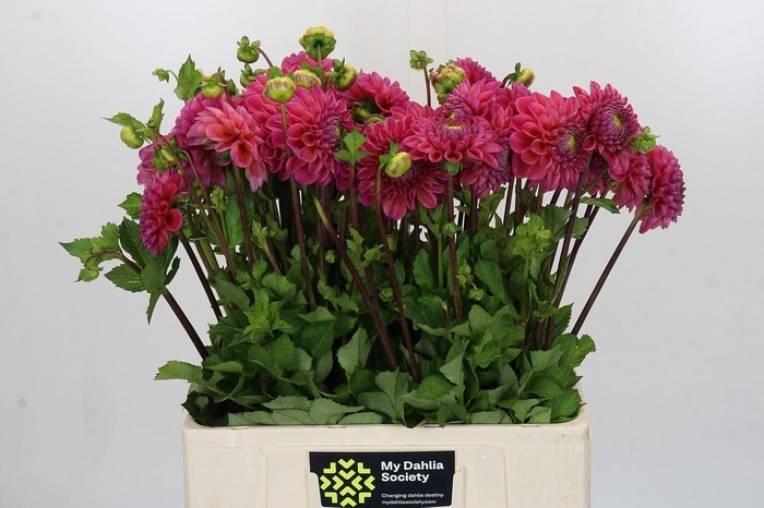 <h4>Dahlia Dikara Superb</h4>