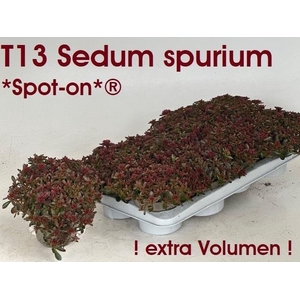 SEDUM SPU SPOT D ROS