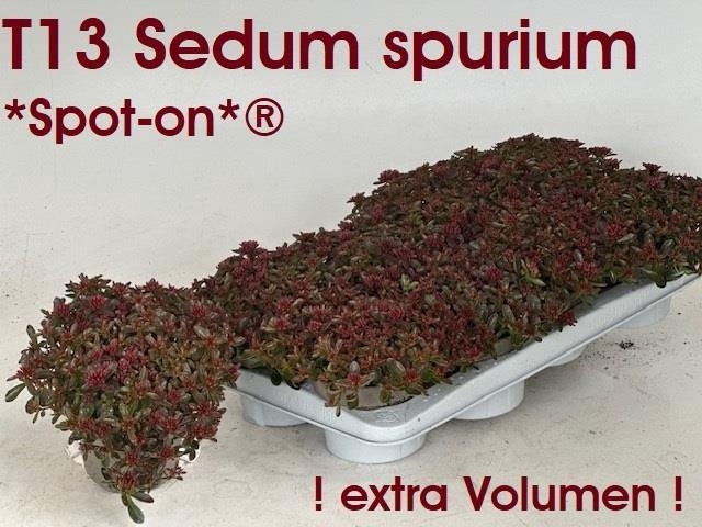 <h4>SEDUM SPU SPOT D ROS</h4>
