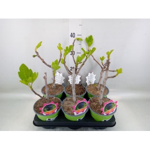 Ficus carica