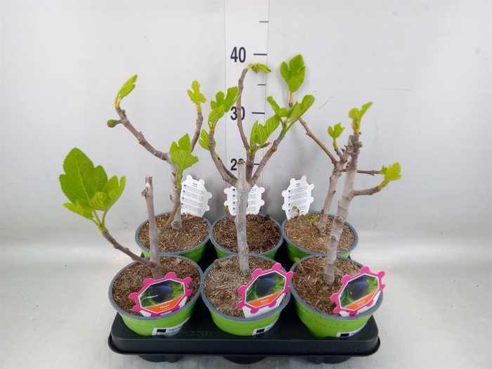 <h4>Ficus carica</h4>