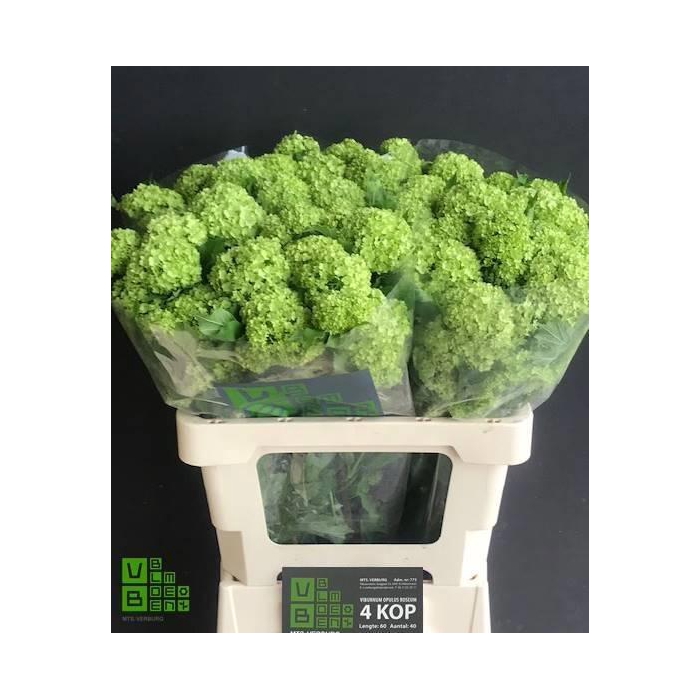 <h4>Viburnum Roseum St</h4>