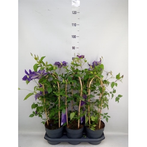 Clematis  'Garland'   ...