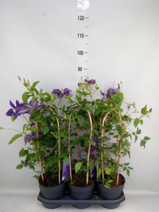 <h4>Clematis  'Garland'   ...</h4>