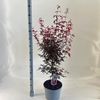 Acer palmatum Skeeters Broom