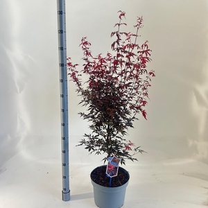 Acer palmatum Skeeters Broom