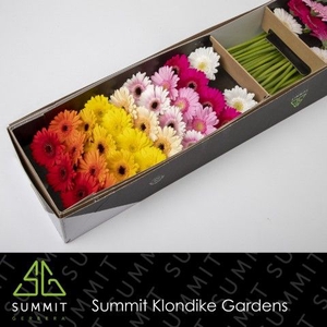 Germini Mix 3 kleuren Diamond per kaart