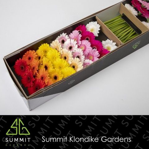 <h4>Germini Mix 3 kleuren Diamond per kaart</h4>