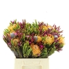 Kaaps Bouquet Pincushion Single