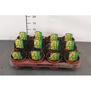 B Eranthis 9 Cm. P. Hyemalis