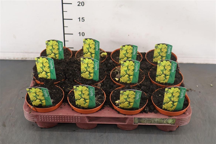 <h4>B Eranthis 9 Cm. P. Hyemalis</h4>