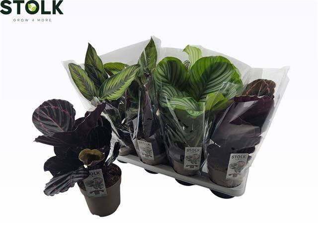 <h4>CALAT GEM 4 SRT</h4>