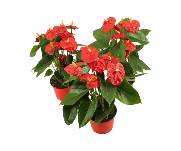 <h4>Anthurium XL.10 Mauii Red 14cm</h4>