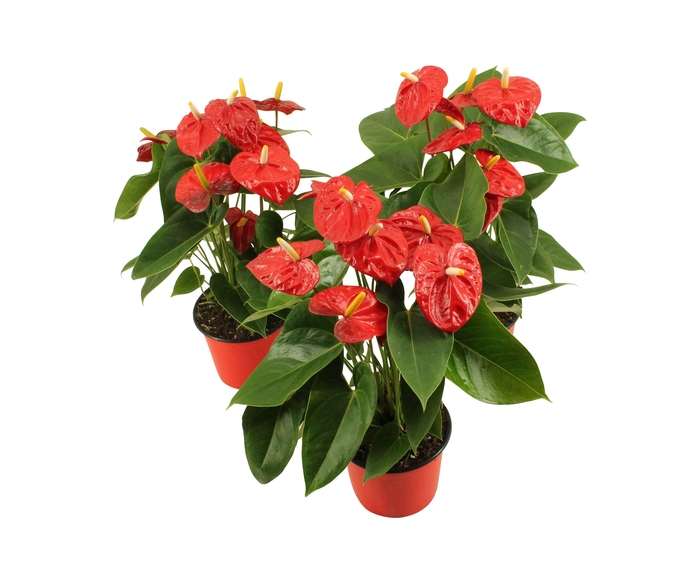 <h4>Anthurium XL.10 Mauii Red 14cm</h4>