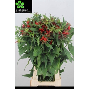 Monarda Red Fountain Via Florian
