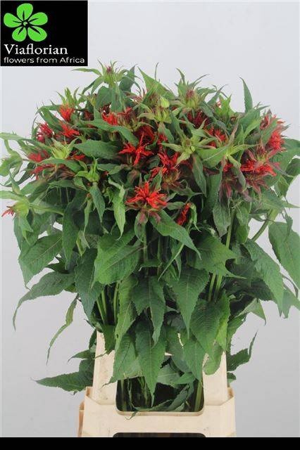 <h4>Monarda Red Fountain Via Florian</h4>