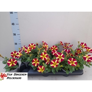 PET AMORE Q OF HEART