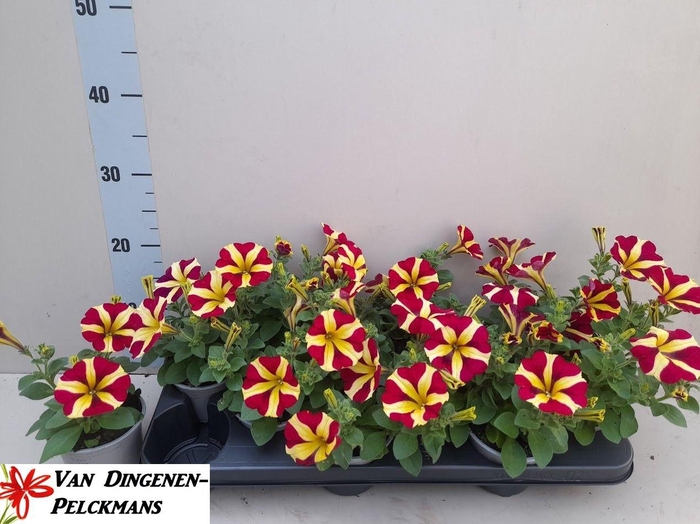 <h4>PET AMORE Q OF HEART</h4>