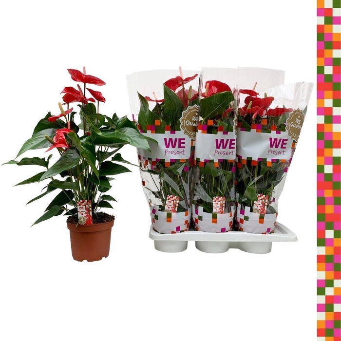 <h4>Anthurium Felicita 17cm</h4>