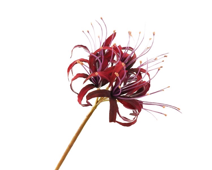 Nerine Bordeaux