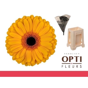 Gerbera Oaklyn Water