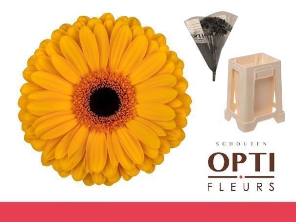 <h4>Gerbera Oaklyn Water</h4>