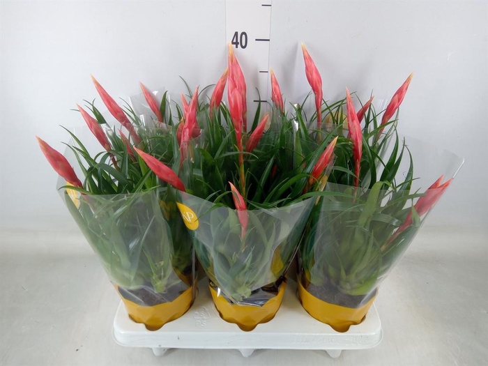 <h4>Vriesea  'Astrid'</h4>