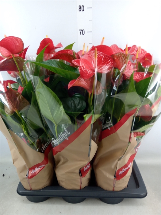 <h4>Anthurium andr. 'Red Bull'</h4>