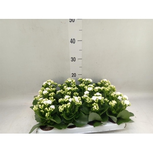 Kalanchoe blos. 'Perfecta White'