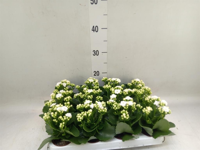 <h4>Kalanchoe blos. 'Perfecta White'</h4>