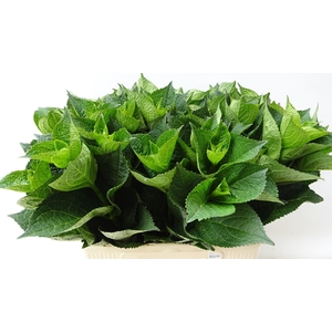 HYDR MACROPHYLL BLAD