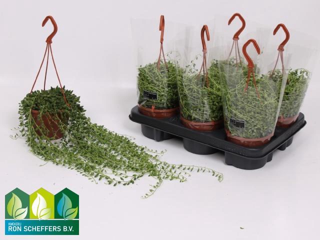 <h4>SENEC HERREIANUS</h4>