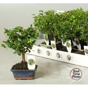 BONSAI GEM