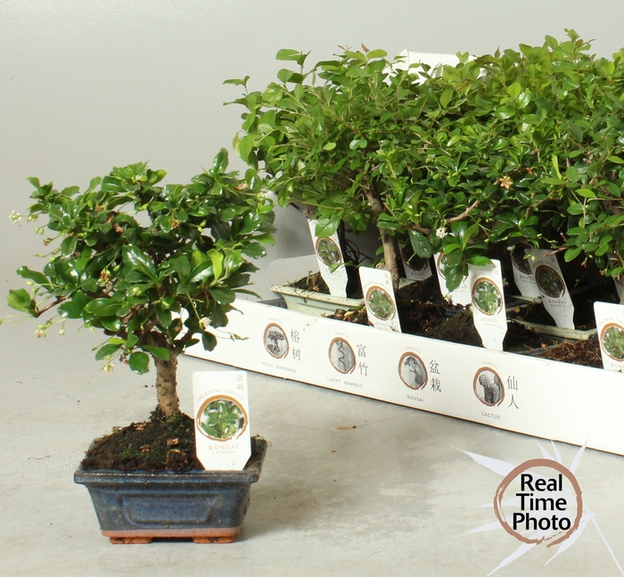 <h4>BONSAI GEM</h4>