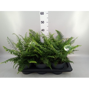 Polystichum munitum