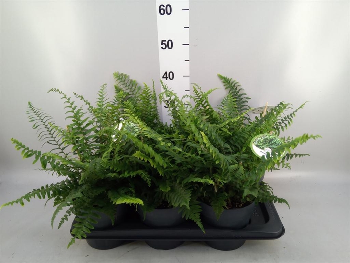 <h4>Polystichum munitum</h4>