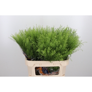 Lepidium Green Bell