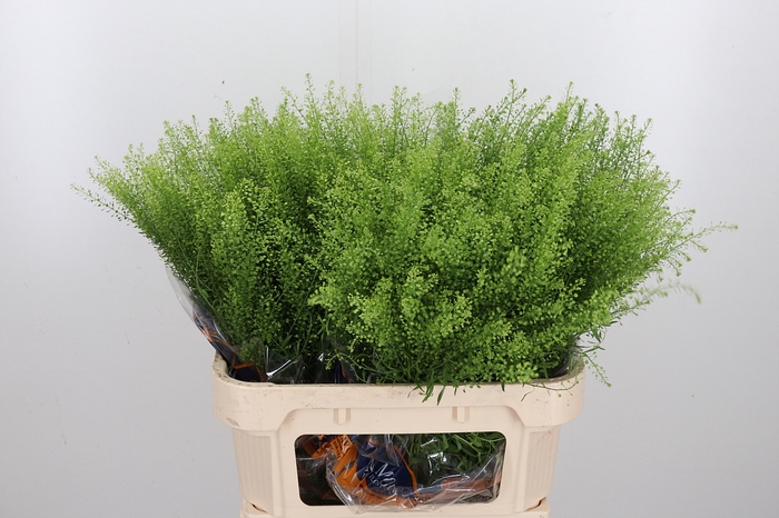 <h4>Lepidium Green Bell</h4>