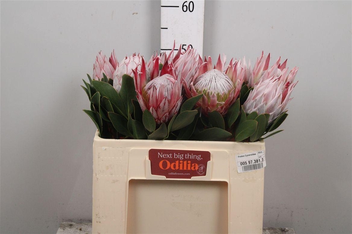 <h4>Protea Cynaroides</h4>