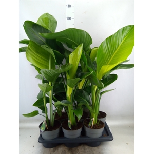 Strelitzia nicolai