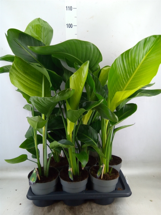 <h4>Strelitzia nicolai</h4>
