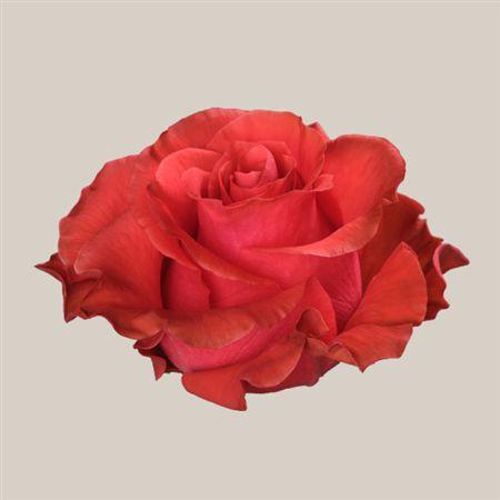 <h4>R Gr Orange Crown</h4>
