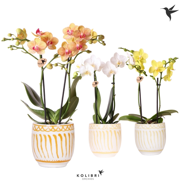 <h4>Kolibri Orchids Phalaenopsis mix 2 spike in Granada pot yellow</h4>