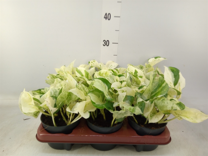<h4>Epipremnum pinn. 'Happy Leaf'</h4>